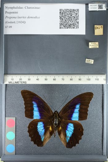 Media type: image;   Entomology 163521